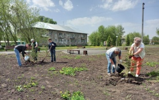 В п. Шишино состоялась акция "Единый день посадки деревьев"