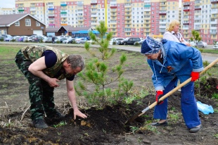  В Кузбассе в 2024 году высадили более 3,6 млн деревьев